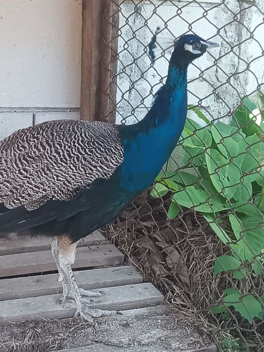 Vând sau schimb paun standard