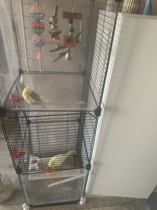 Пара корелл с клеткой