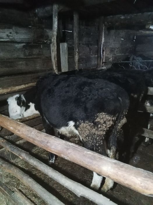 Продам двух Бычков вместе