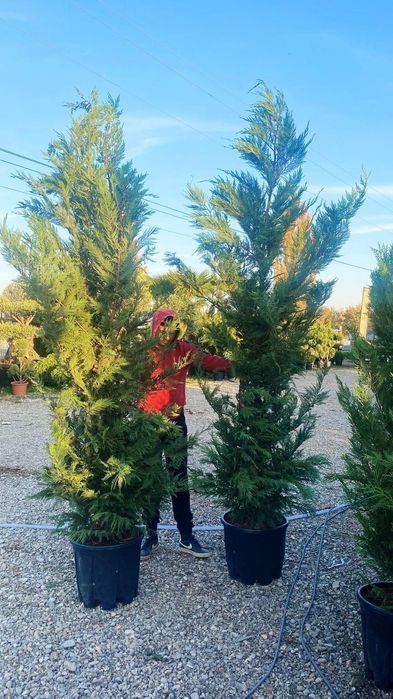 Leylandy toate dimensiunile calitate extra