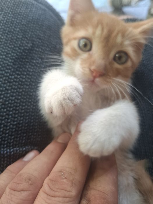 Подарявам   коте