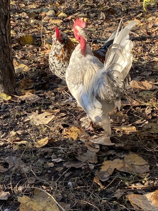 Vand pereche,cocosel si gainuse liliputi