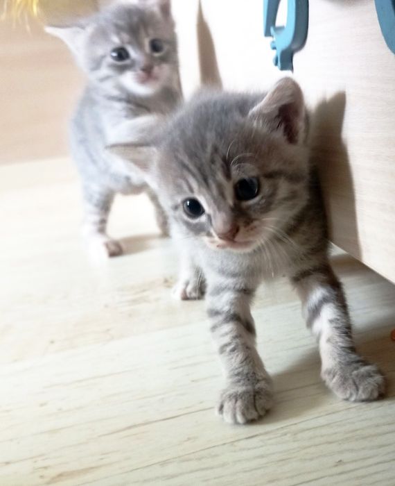 Подарявам котета