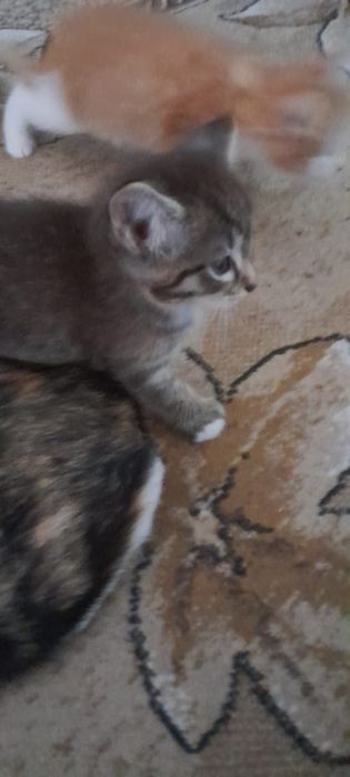 Отдам котят в добрые руки