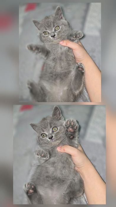 Страйт Мушукчалар сотилади