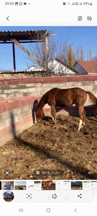 Тай,байтал,ат,жылкы