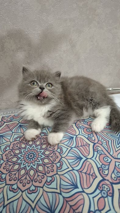Шотландская страйт