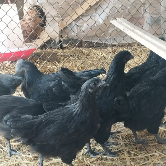 Продам куры домашние