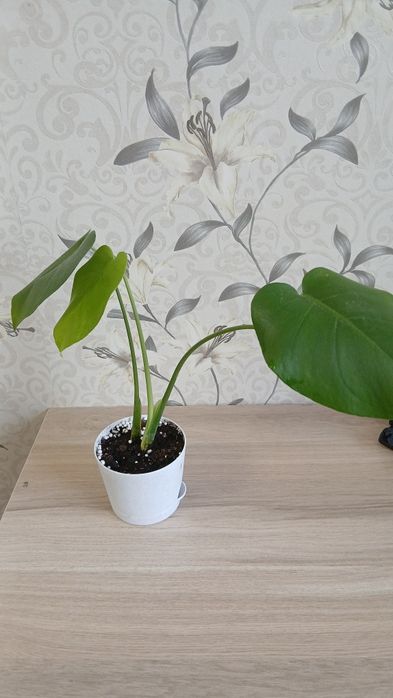 Продам комнатные цветы