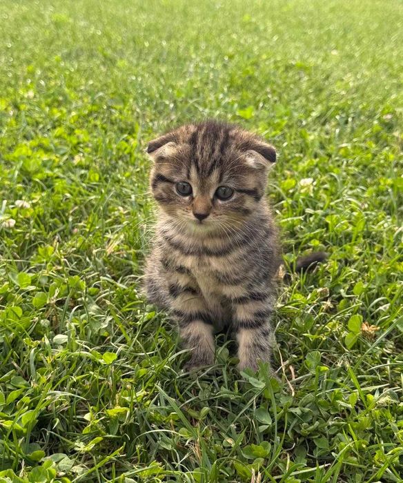 Котята милые, глаза красивые