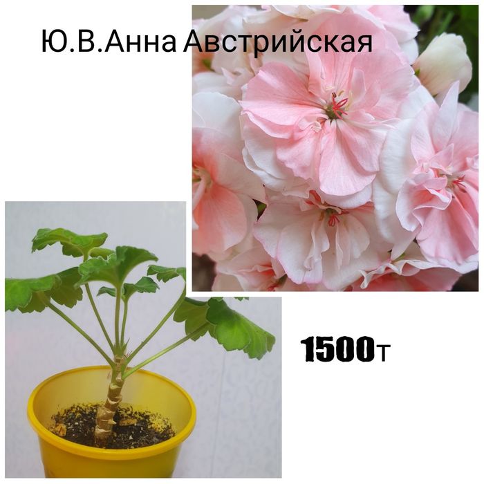 Комнатные растения
