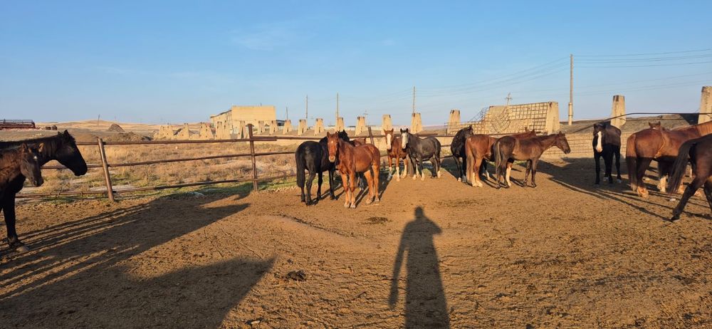 Продам жиребчика полутяжа