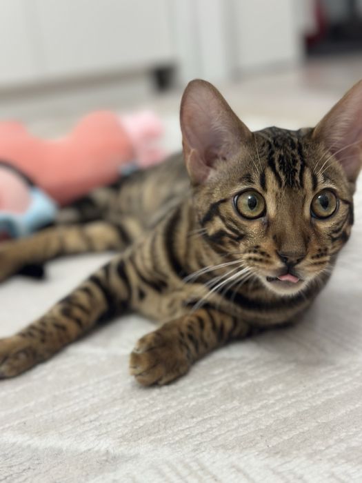 Ищем кошку на вязку с котом Бенгалом