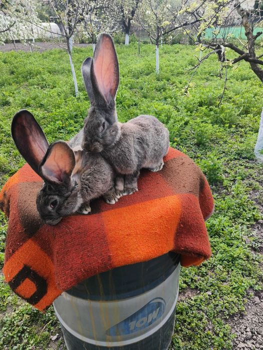 iepuri hycol francez,uriasi german