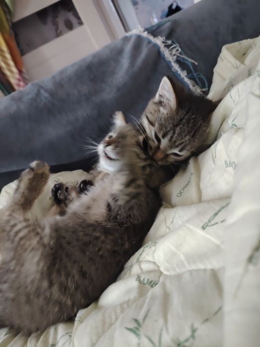 Кошки отдам бесплатно