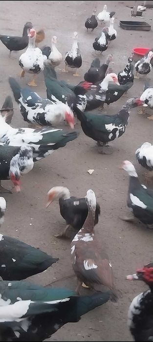 RATE LESESTI - Exemplare deosebite,  Diferite marimi - Jud ARGES