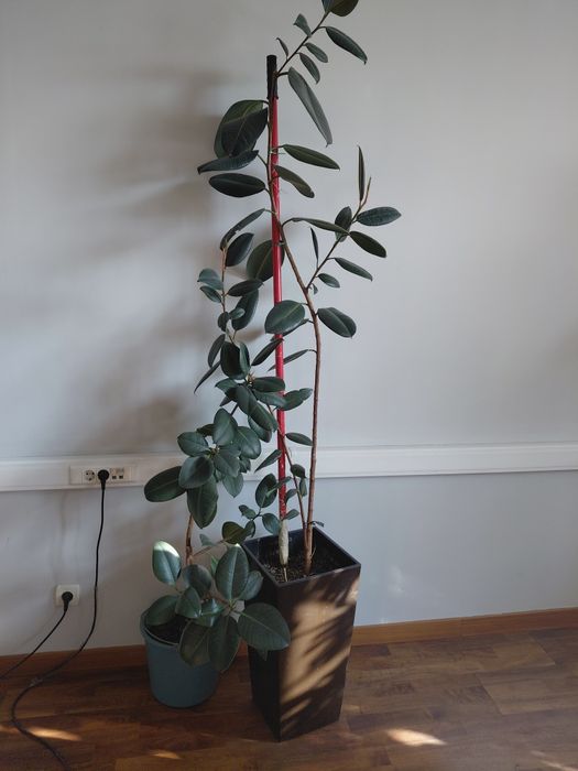 Продам Комнатные цветы