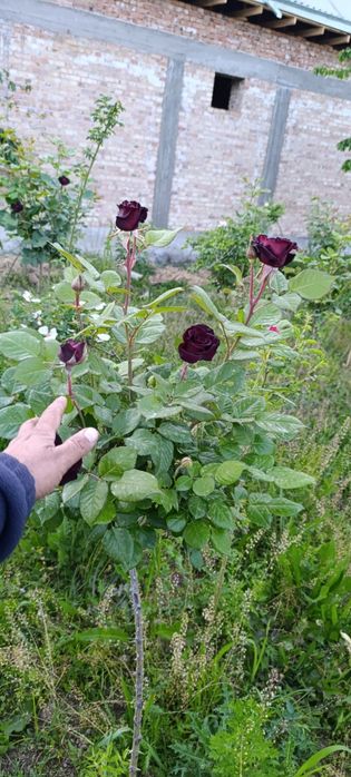 Продам штамповая розы