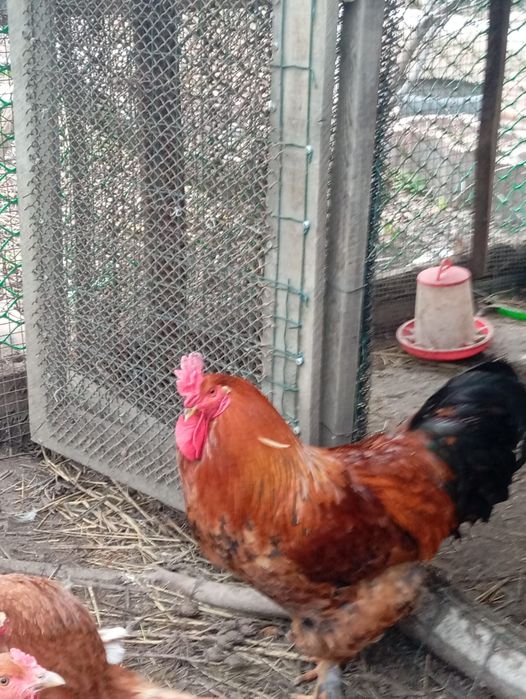 продажа молодых петухов