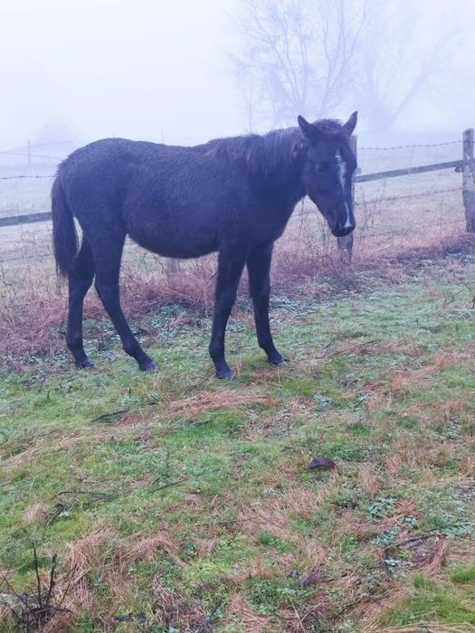 Cârlani de vânzare