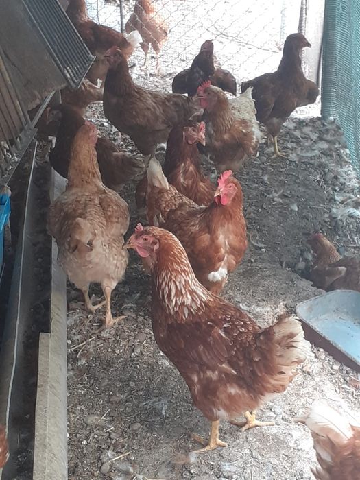 Găini de supă,..