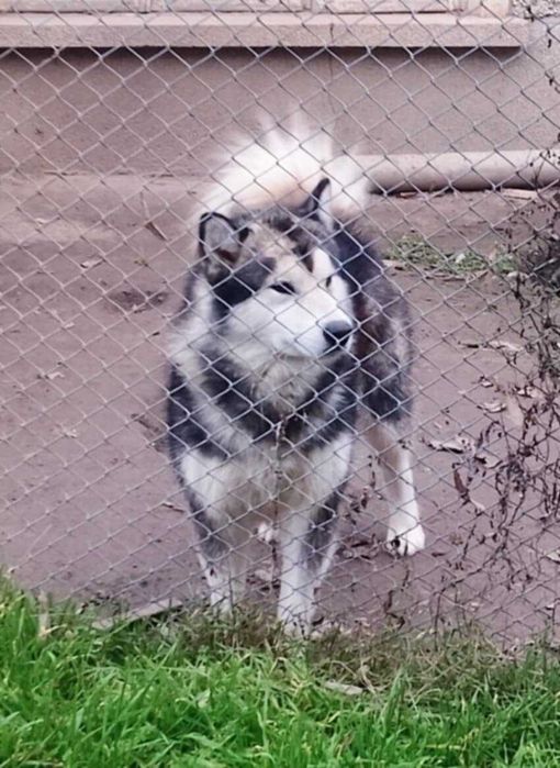 Прекрасен малък Аляски маламут търси своето любящо семейство