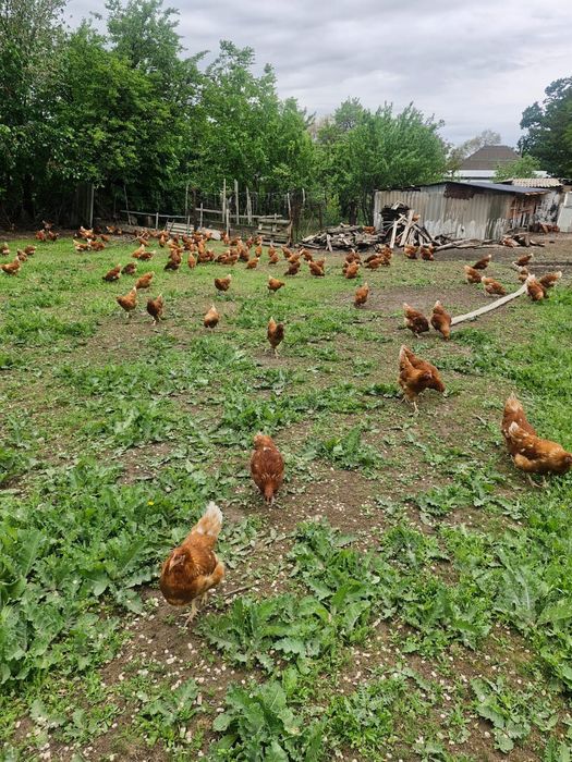 Продам кур Ломан браун