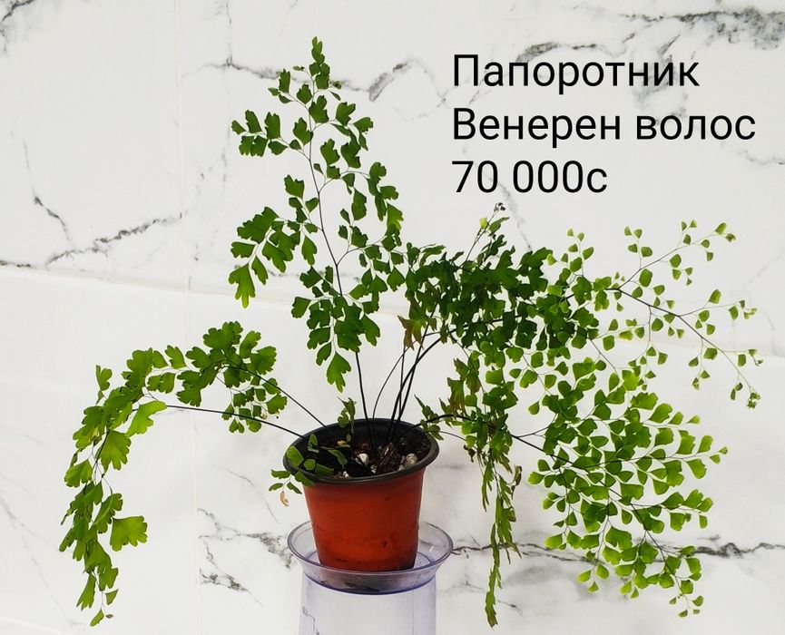 Папоротники комнатные.