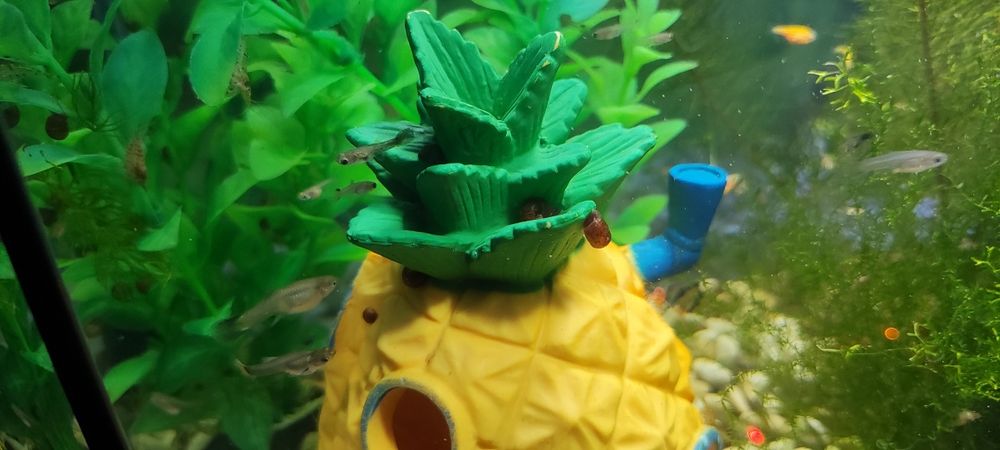 Аквариумные рыбки