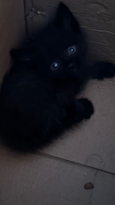 Котята бесплатно