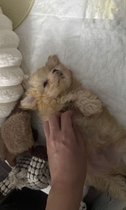 Щенок мальтипу Ф1