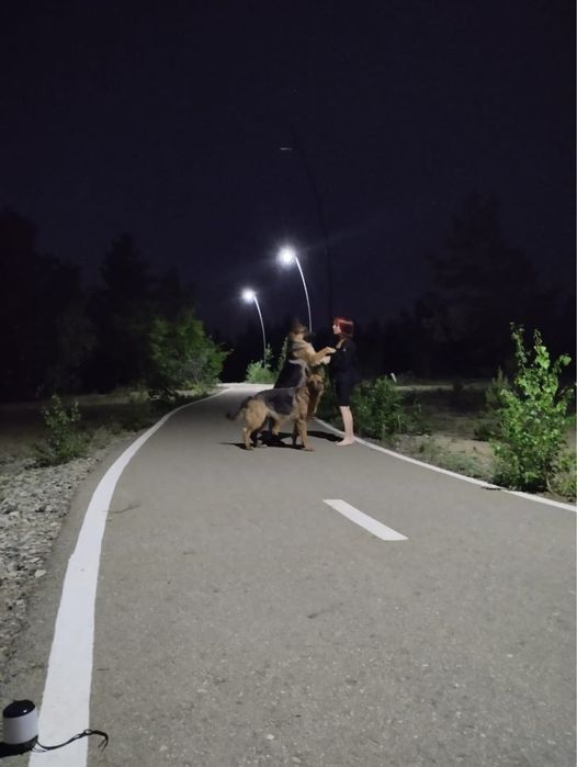 Продам щенят овчарки