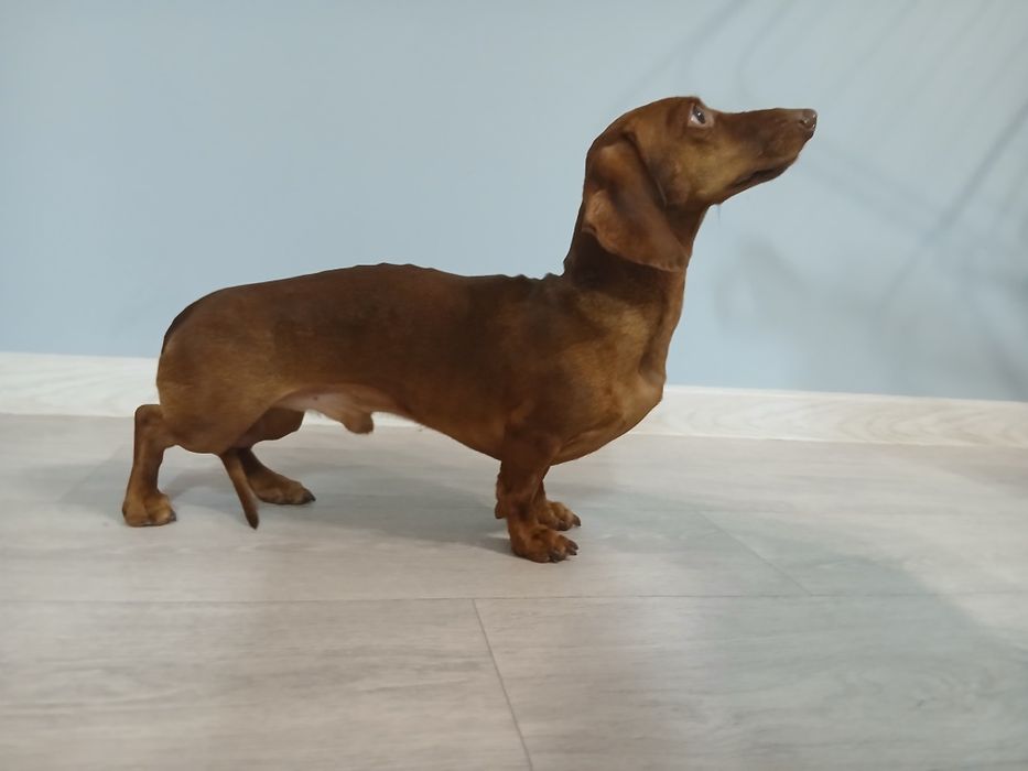 ВЯЗКА |Кроличья такса| Элитный кобель