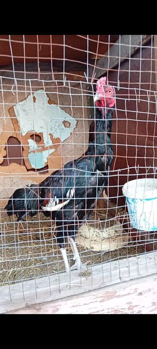 Продам Бойцовых Петухов