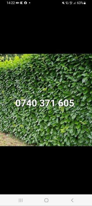 Producator gard viu mereu verde ,Leyland,Laur,Photinia