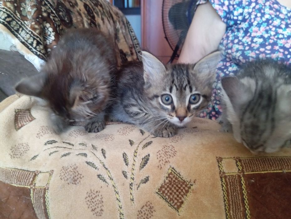 Отдам котят в добрые руки