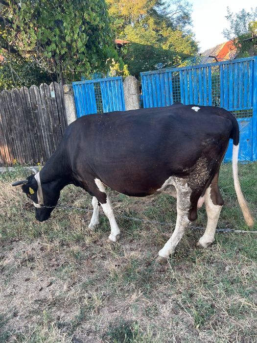 Vaca de vanzare.