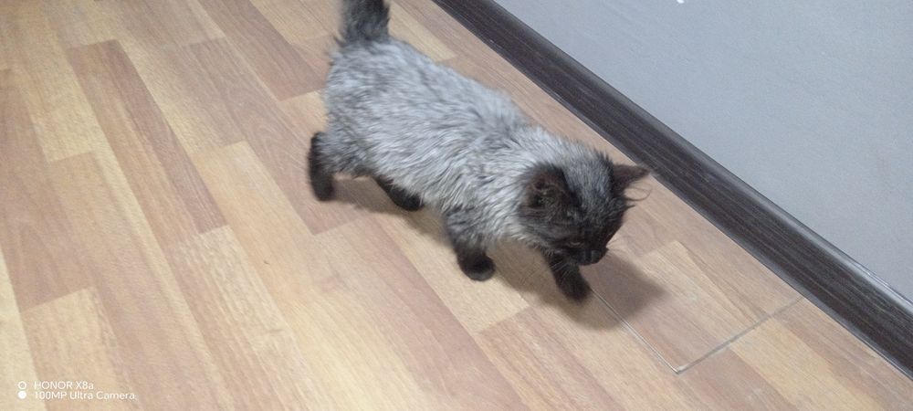 Bitman zotli Mushuk sotiladi 300$