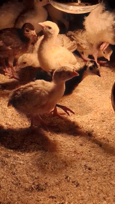 Домашни    Пуйки