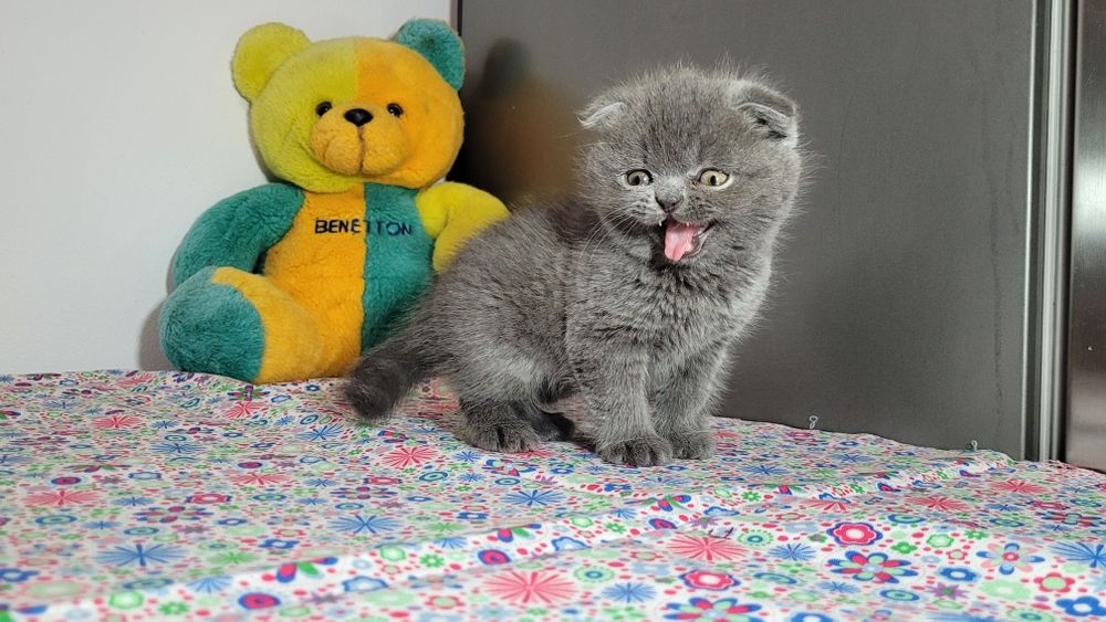 Scottish  fold  blue ursuleț.