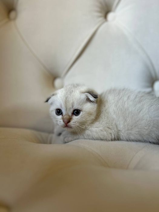 Котята породы скоттиш фолд и скоттиш страйд