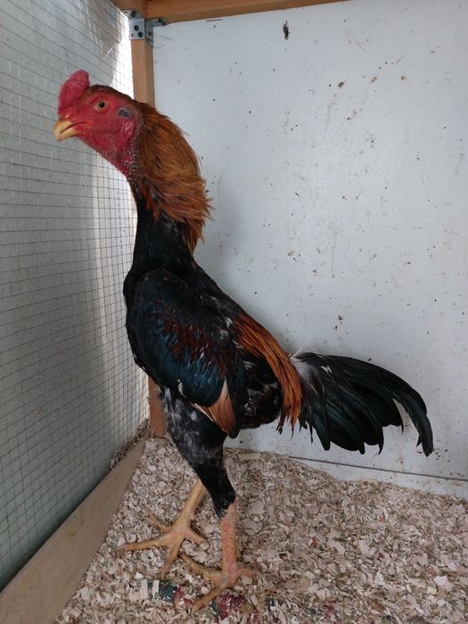 Dakan jo'ja yapon shamo xo'roz