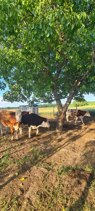 Vând 2 junici si o vaca