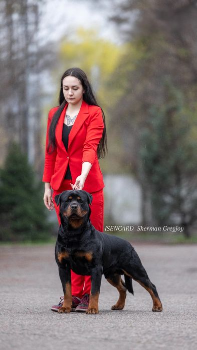 Ротвейлер кобель для вязки