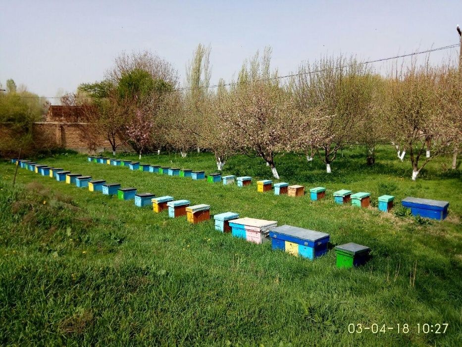 Натуральный мёд. Табиий асал.Tabiiy asal. Natural Honey