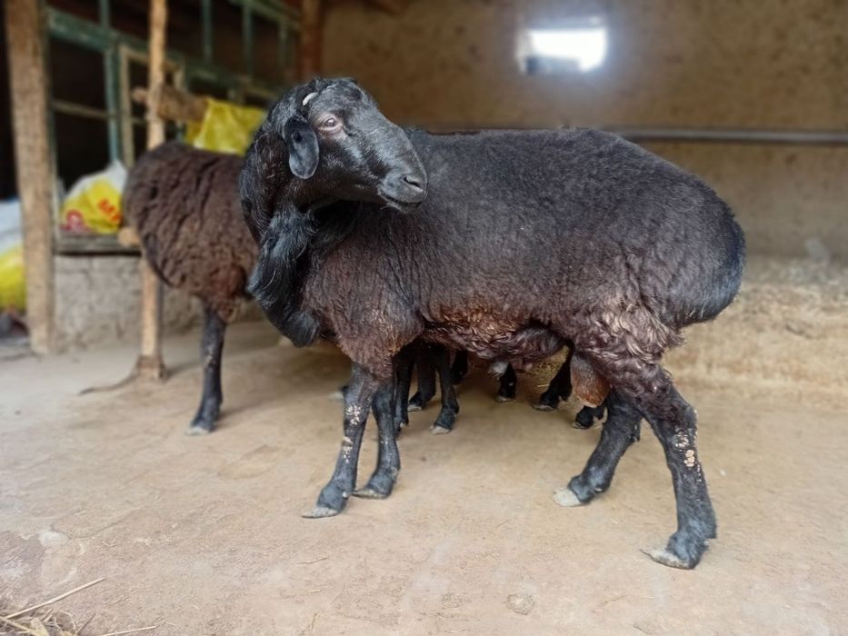 Qoylar bogoz 3ta sovlig 1ta qochqor