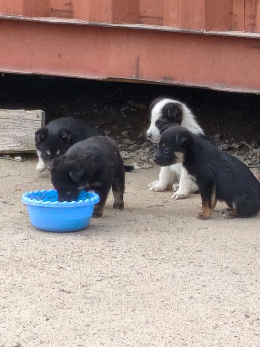 Шенята, щенки в добрые руки