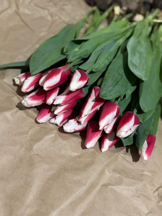 Тюльпаны оптом и в розницу