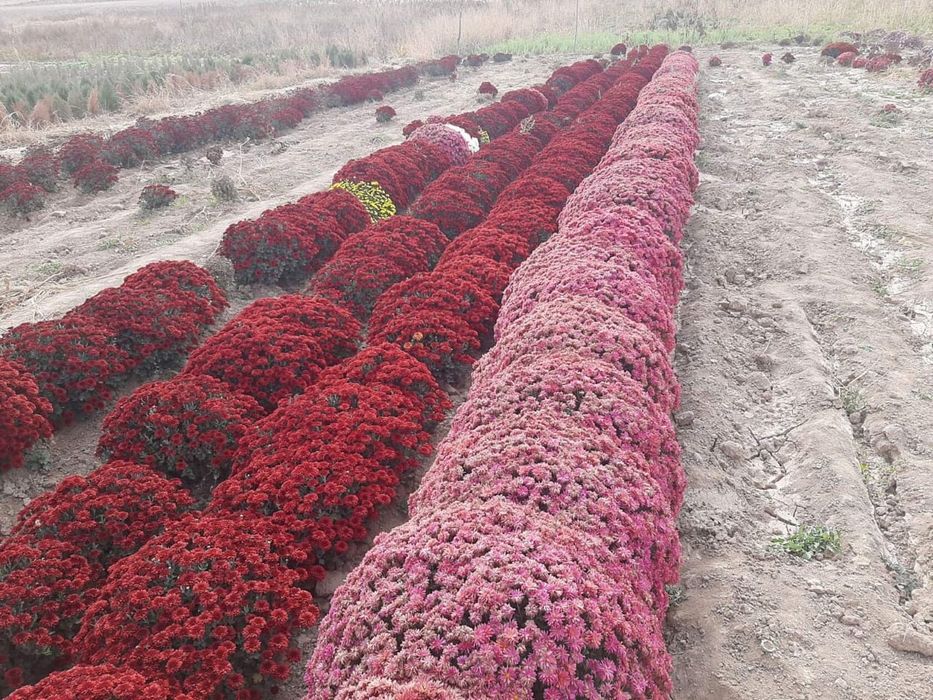 Газон живая рулонные