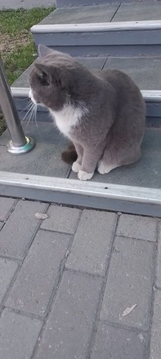 Пародистый котик ищет хозяина